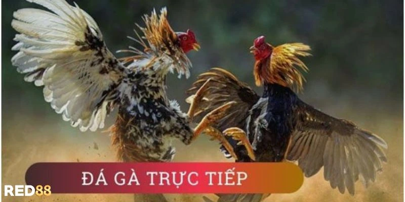 đá gà trực tiếp bình luận viên